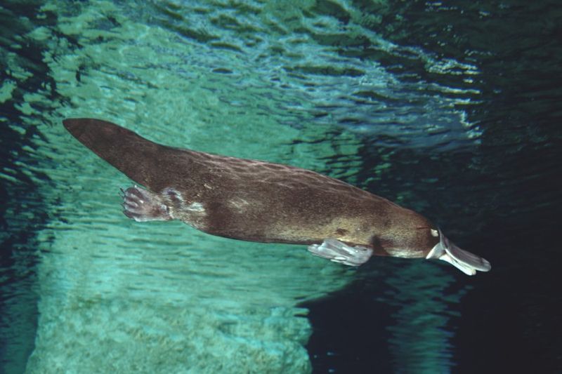 Platypus