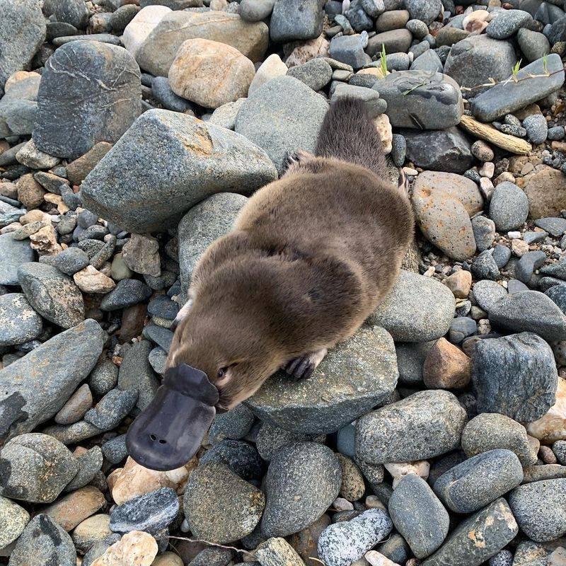 Platypus