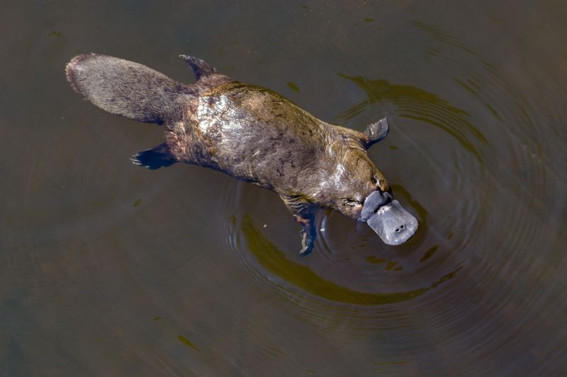 Platypus