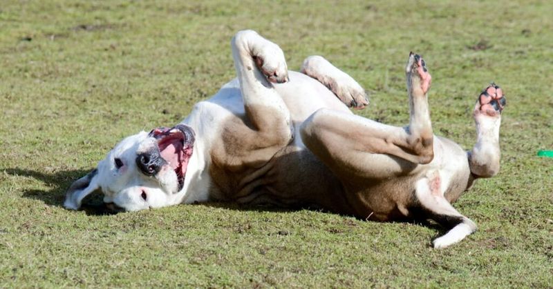 Playful Antics