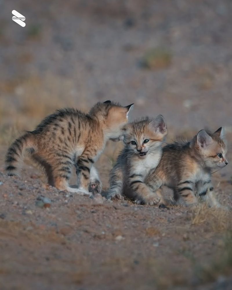Playful Antics