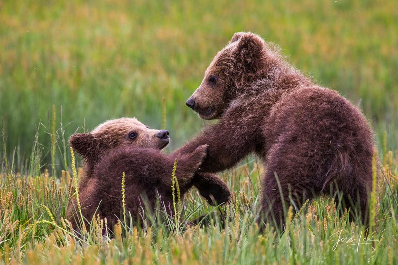 Playful Bear Cubs