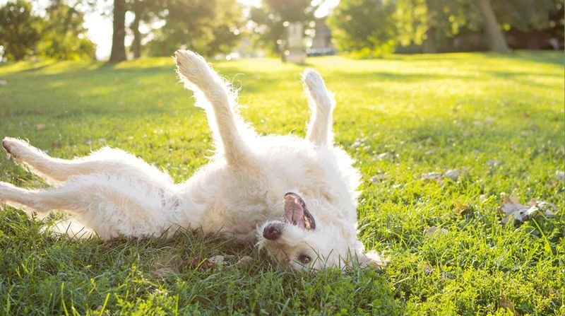 Playful Behavior