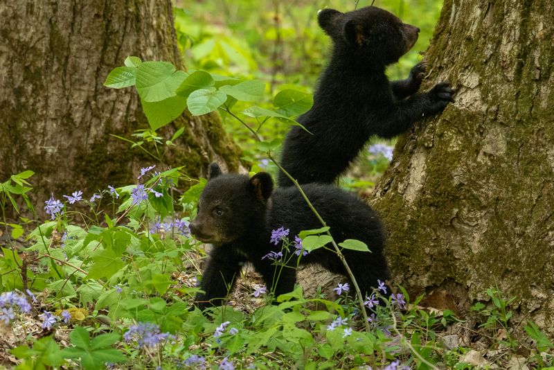 Playful Cubs in Great Smoky Mountains