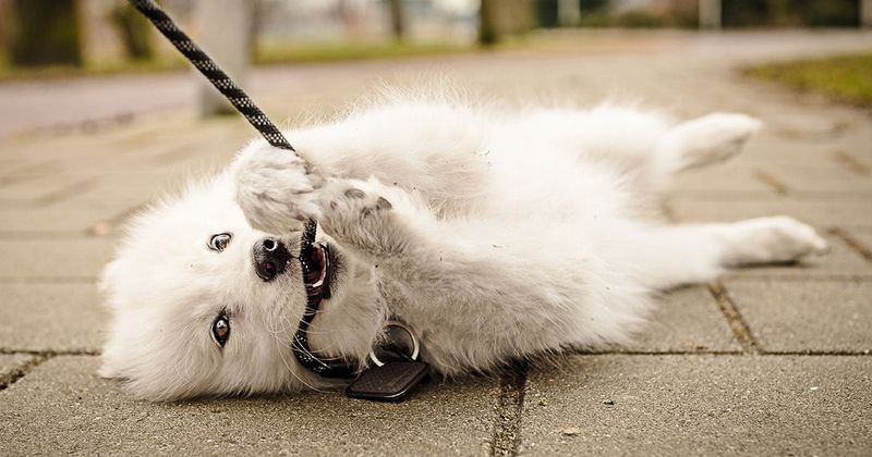 Playful Distraction