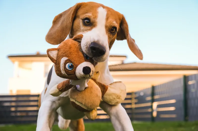 Playful Distraction