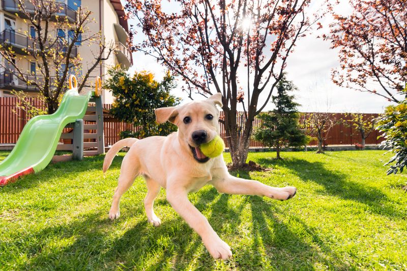 Playful Fetch Game