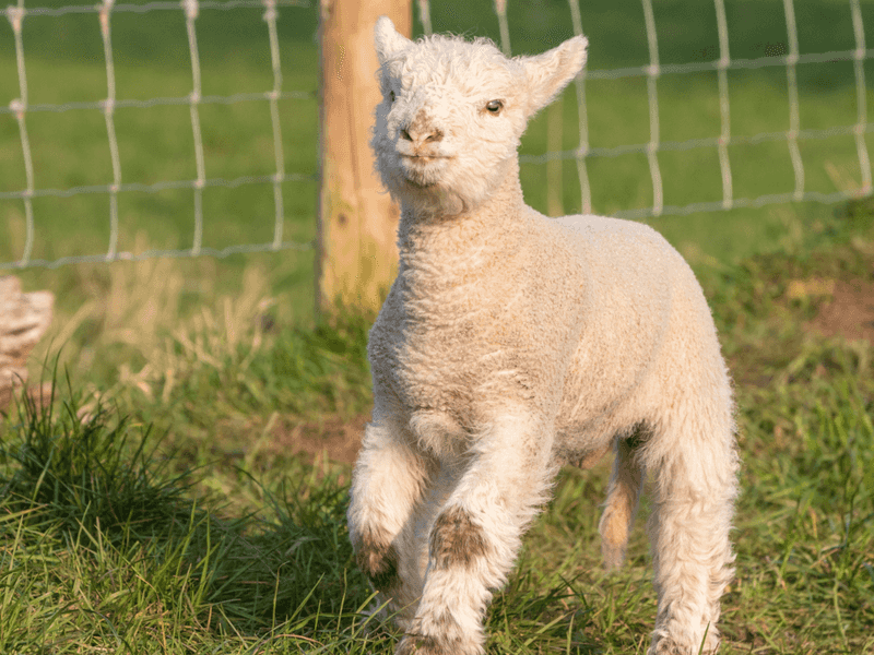 Playful Frolicking in Lambs