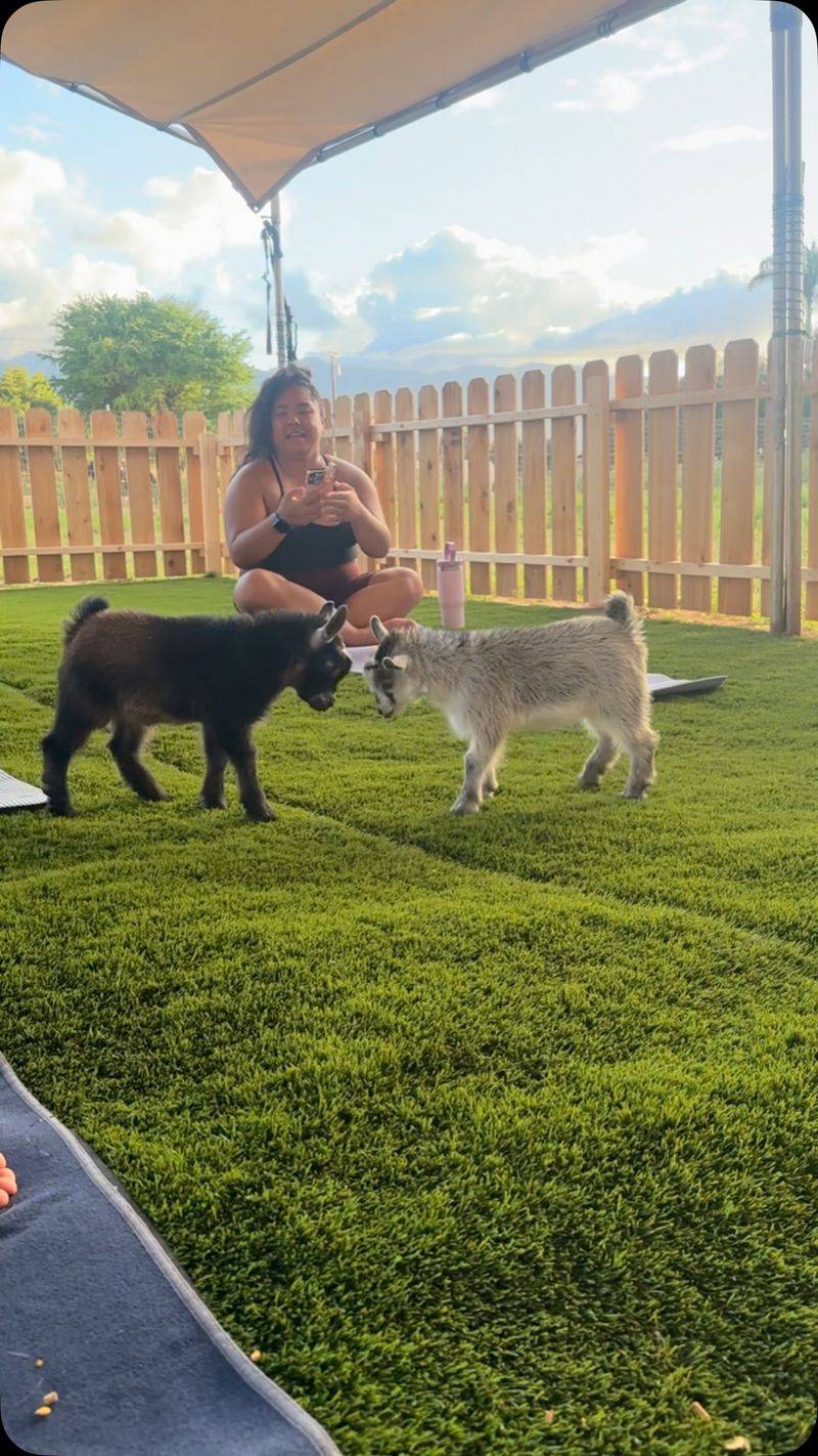 Playful Headbutts