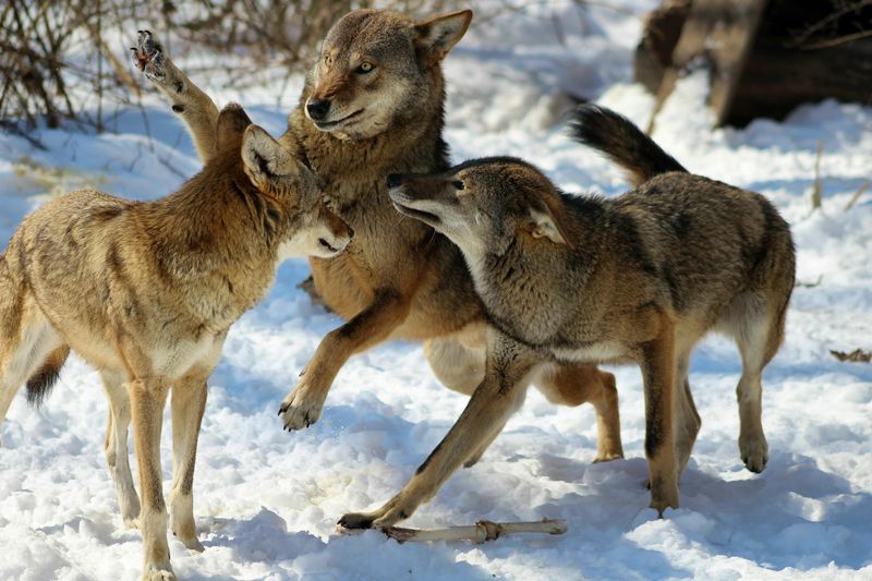 Playful Interactions