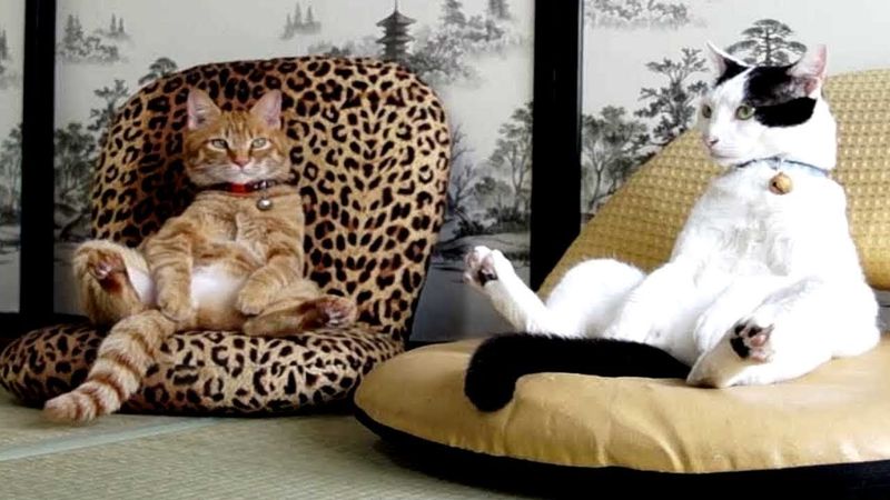 Playful Mimicry
