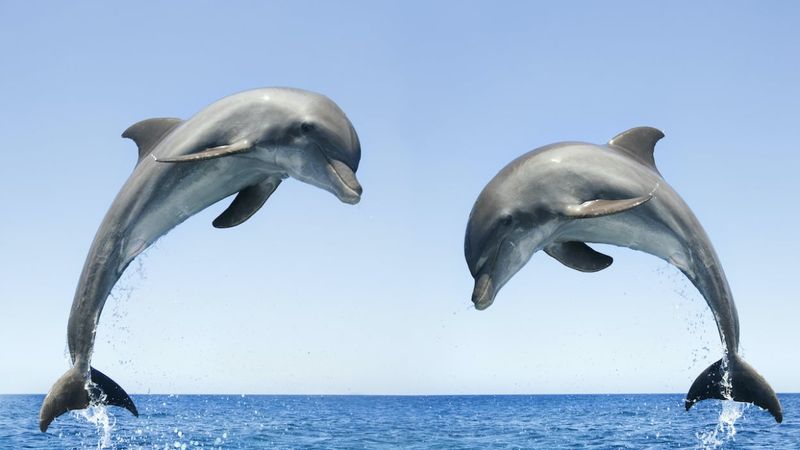 Playful Nature