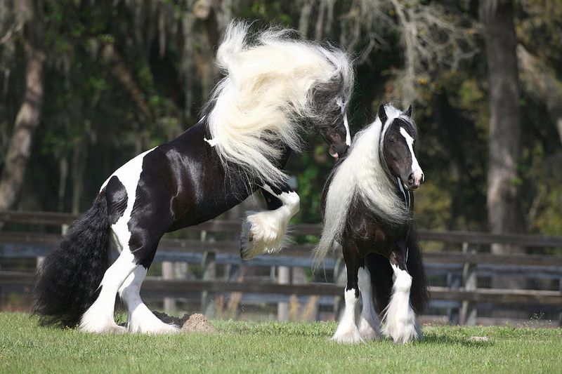 Playful Nature