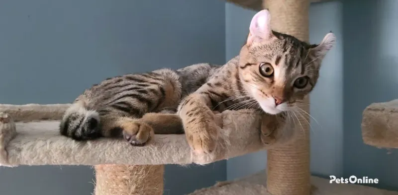 Playful Nature