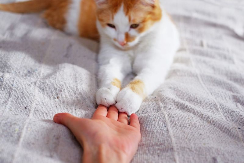Playful Paws