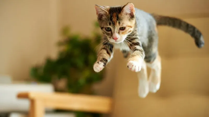 Playful Pounces