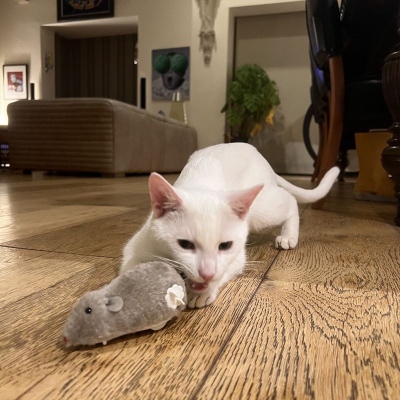 Playful Pouncing