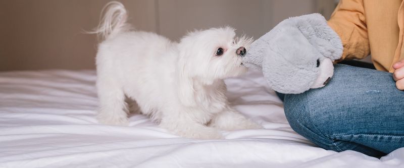 Playful Spirit
