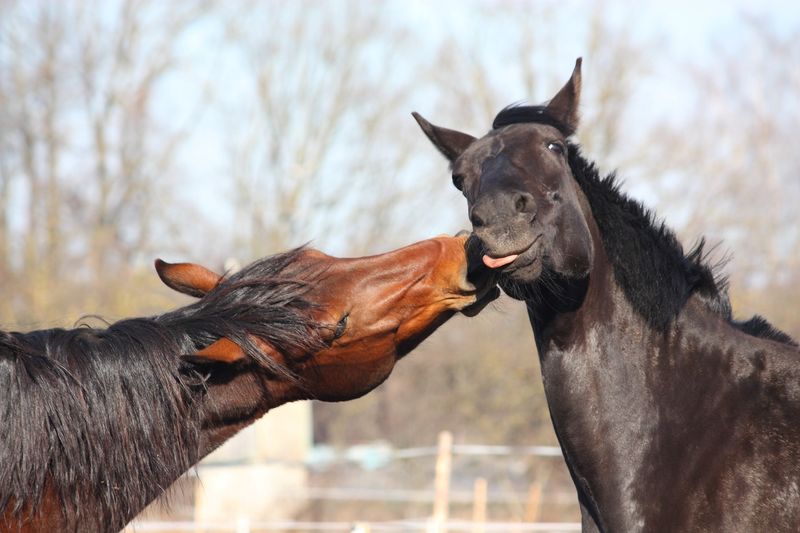 Playful Spirit