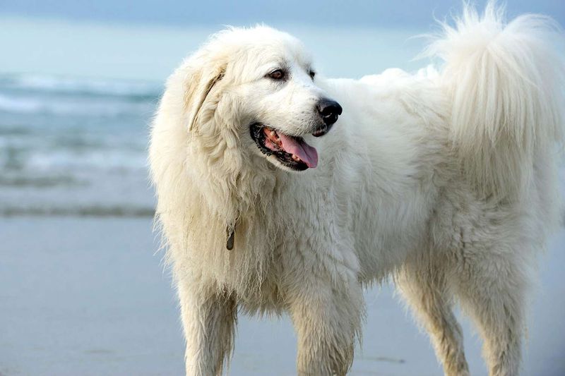 Playful Spirit
