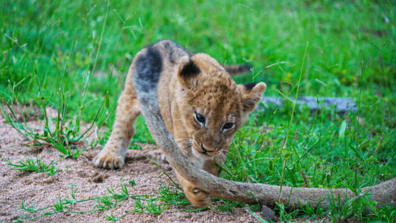 Playful Spirit