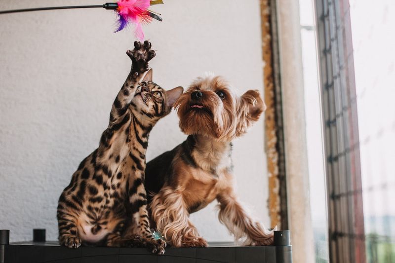 Playful Spirits