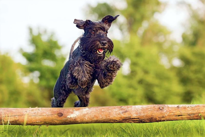 Playful and Energetic Spirit