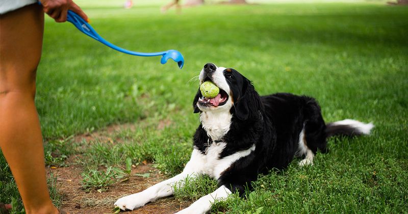 Playful and Engaged