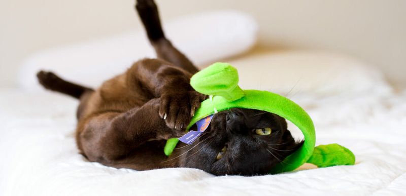 Playfulness