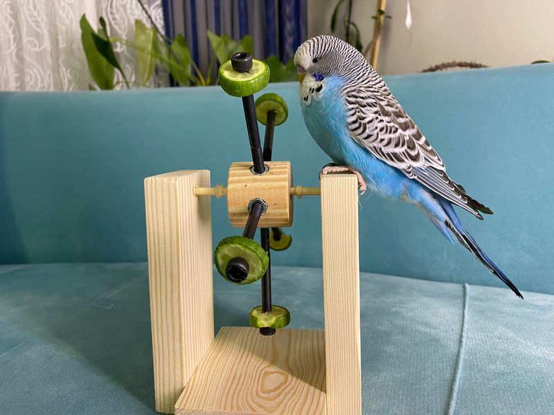 Playfulness and Toys