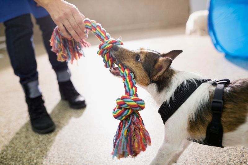 Playing Tug-of-War Builds Trust