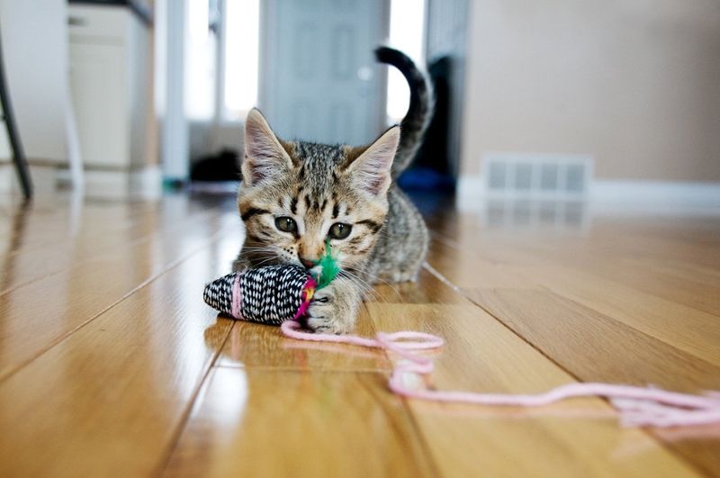 Playtime With Strings