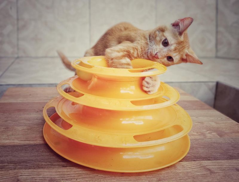 Playtime with Interactive Toys