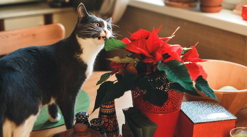 Poinsettia