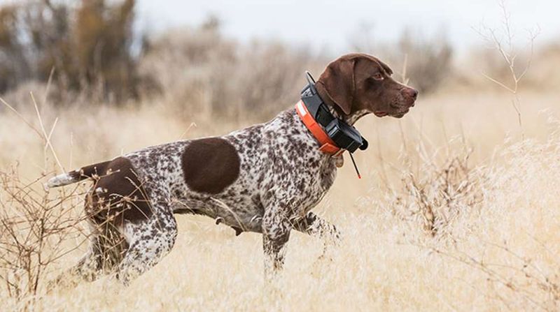 Pointer