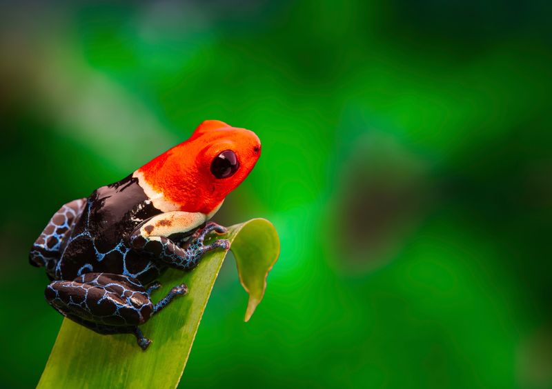 Poison Dart Frog