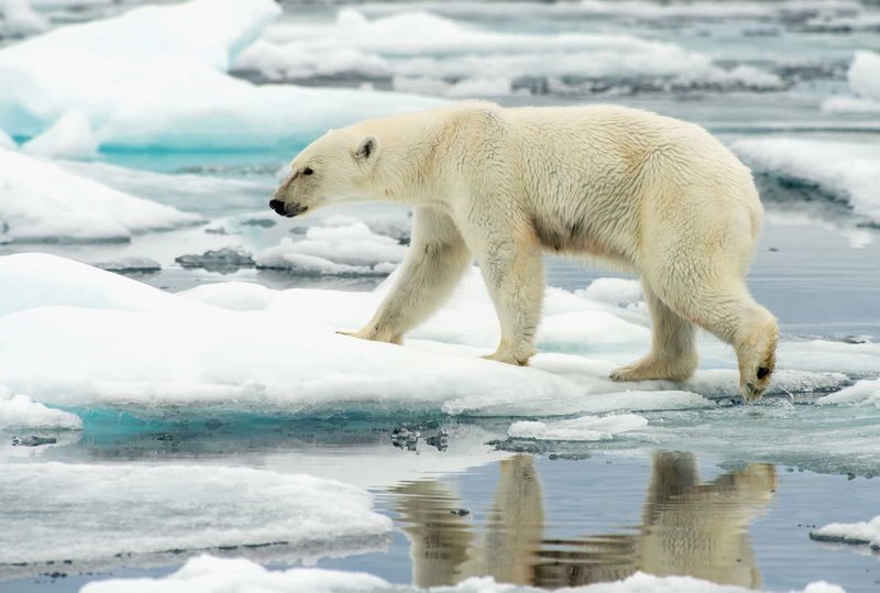Polar Bear