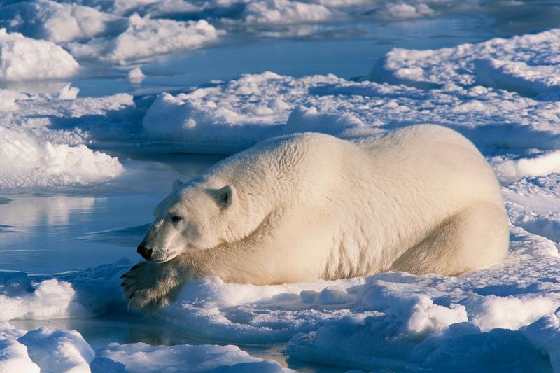 Polar Bear