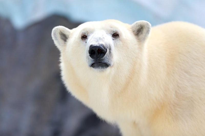 Polar Bear