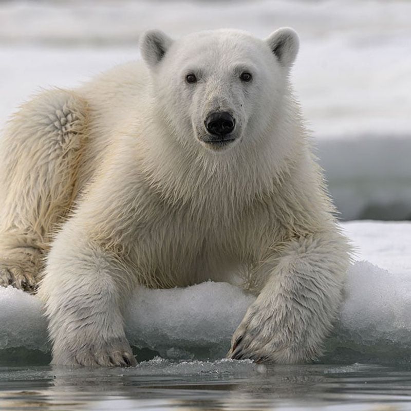 Polar Bear