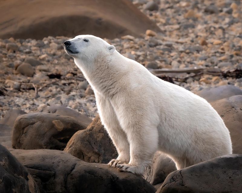 Polar Bear