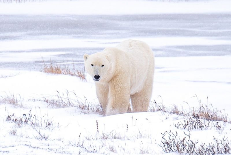 Polar Bear