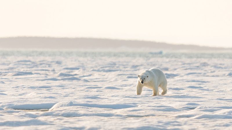 Polar Bear