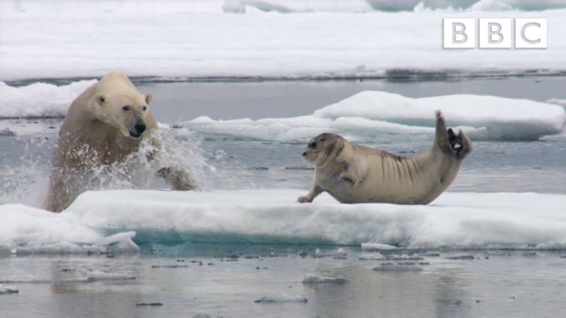 Polar Bear