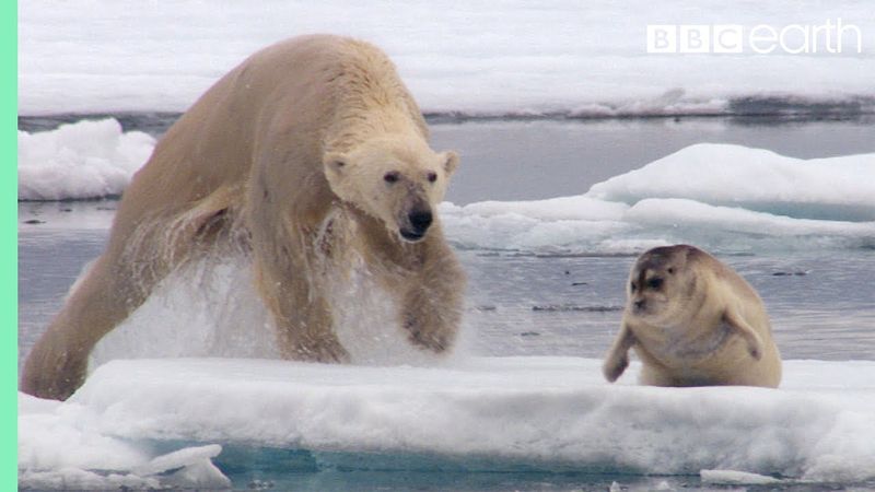 Polar Bear