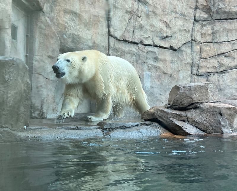 Polar Bear