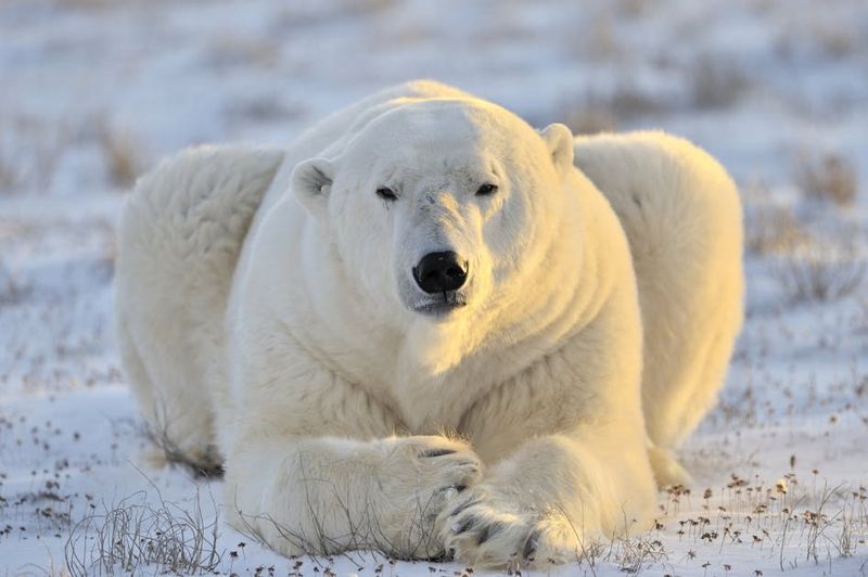 Polar Bear