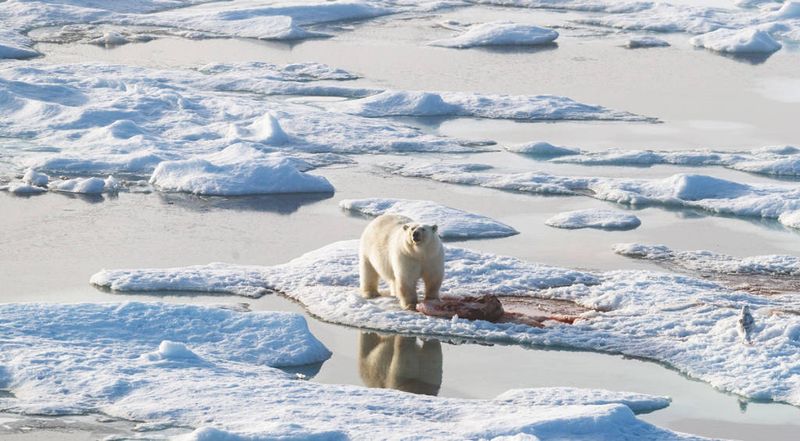 Polar Bear