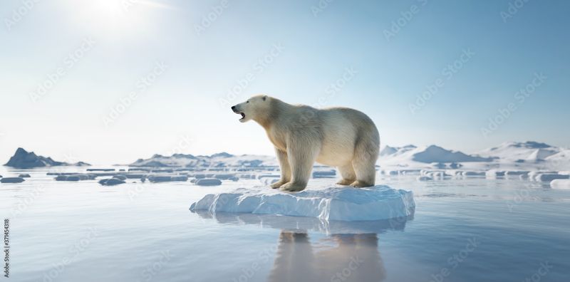 Polar Bear