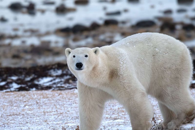 Polar Bear